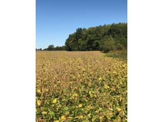 Property photo 17 - FARM AUCTION - 40+/- ACRES IN 3 TRACTS IN ST. JOSEPH CO., INDIANA